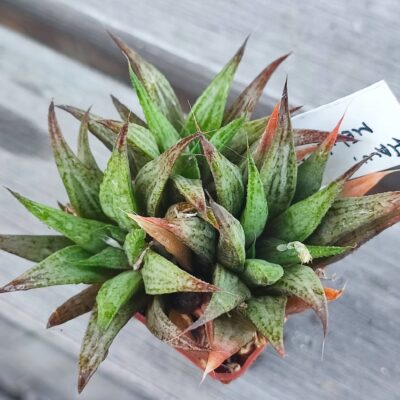 Haworthia CV Mettalica дві дітки на передньому плані по 160грн