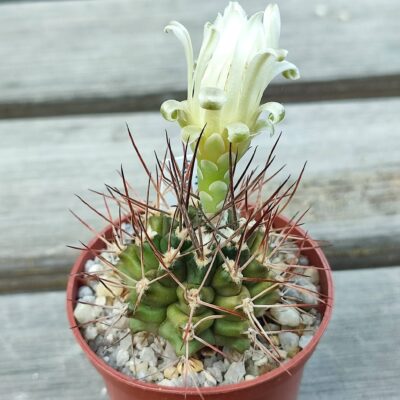 Gymnocalycium pungens
