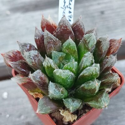 Haworthia kegazato X Cooperi