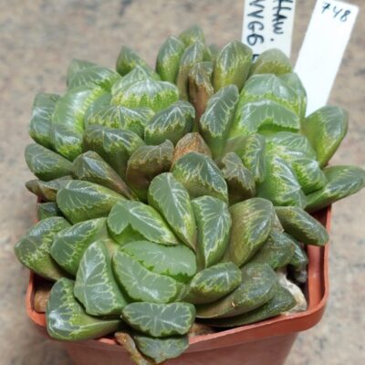 748 Haworthia VVG6 одна голова