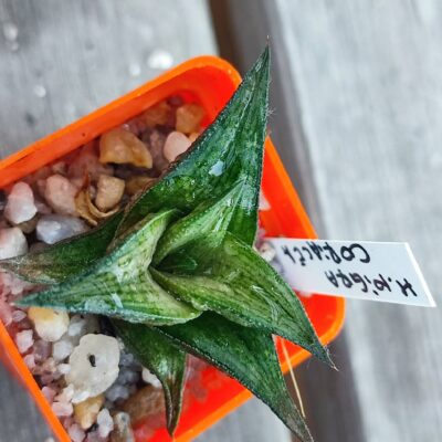Haworthia nigra coriacea