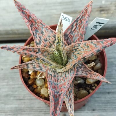 Aloe selection