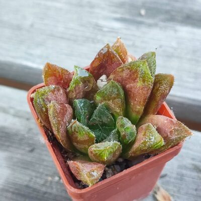 Haworthia selection