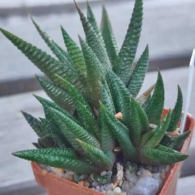 Haworthia scabra hybrid. Зразок