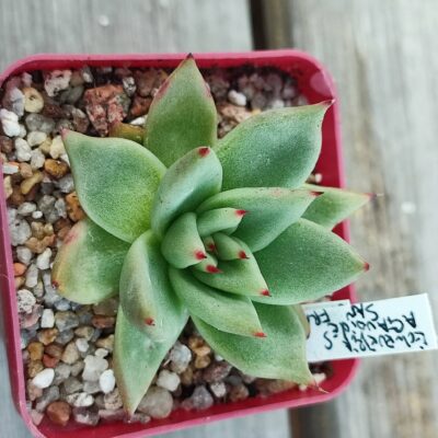 Echeveria agavoides San Francisco