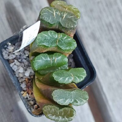 Haworthia truncata selection