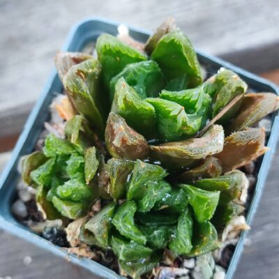 Haworthia truncata hybrid два пагони по 100грн