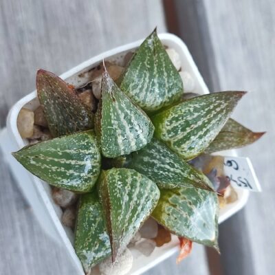 Haworthia comptoniana