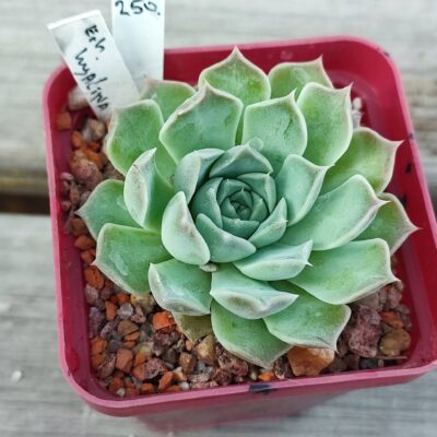 Echeveria Hyalina