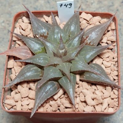 749 Haworthia emelyae v.multifolia x comptoniana
