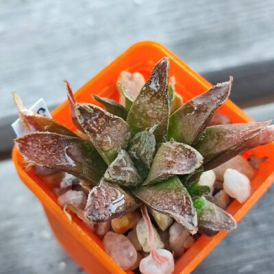 Haworthia Bronze Age