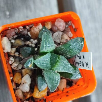 Haworthia retusa X pygmaea мініатюра