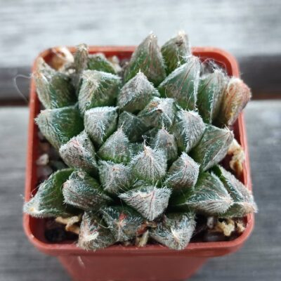 Haworthia Cooperi venusta