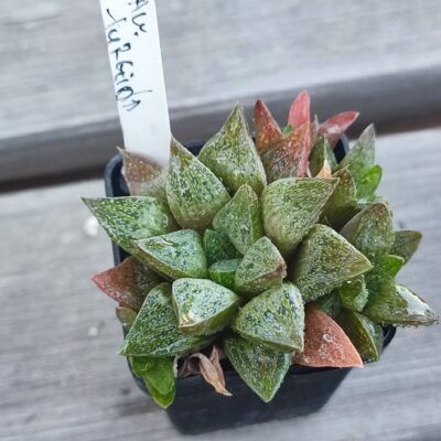 Haworthia turgida