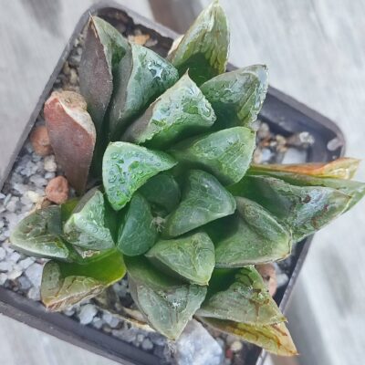 Haworthia Bayeri hybrid