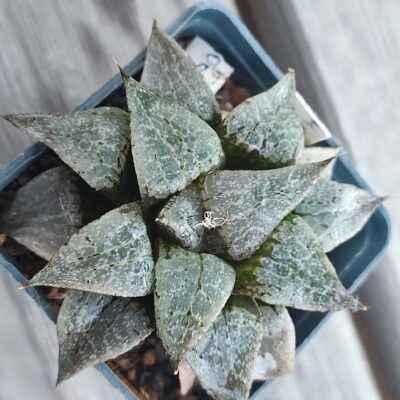 Haworthia comptoniana SH