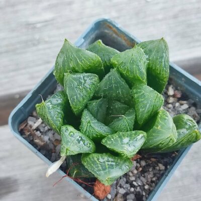 Haworthia mutica hybrid