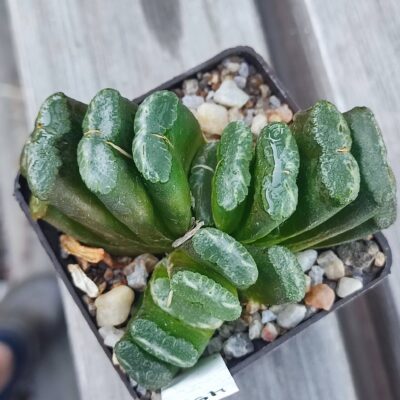 Haworthia truncata selection X Gyoku-ichi