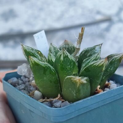Haworthia multi hybrid