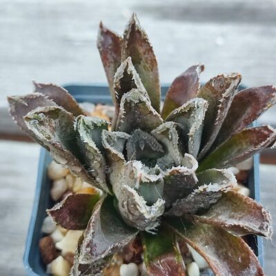 Haworthia multi hybrid