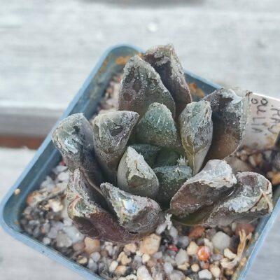 Haworthia multi hybrid