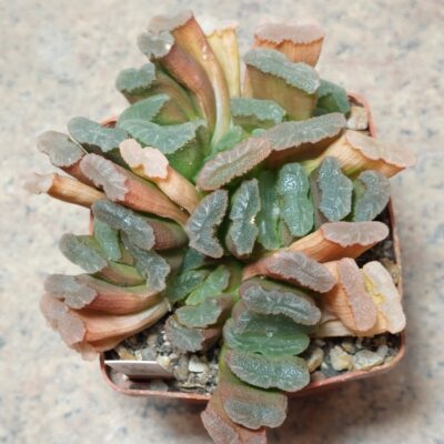 750 Haworthia truncata hybrid весь горщик