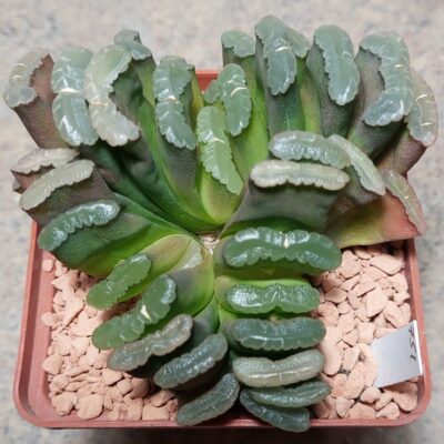 751 Haworthia truncata весь горщик