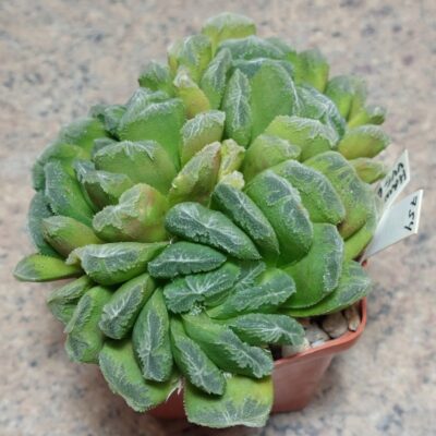 754 Haworthia VVG2 F2 весь горщик
