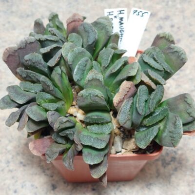755 Haworthia maughanii x retusa одна голова