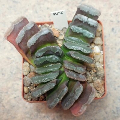 756 Haworthia truncata весь горщик