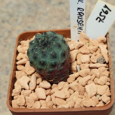 7564 Sulcorebutia rauschii сіянець вік 4 роки