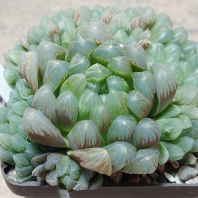 758 Haworthia obtusa 'Dodson' x cooperi v.dielsiana весь горщик
