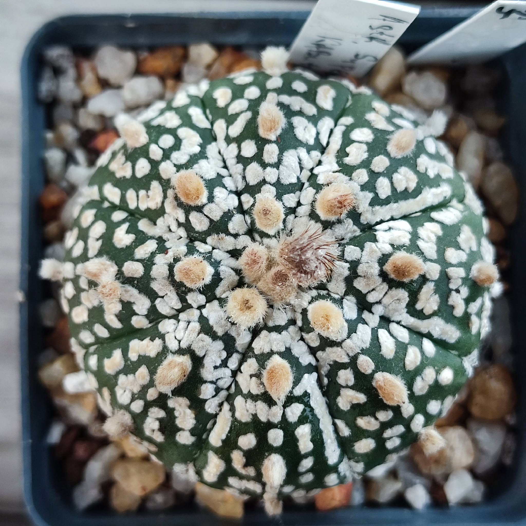 Astrophytum super kabuto
