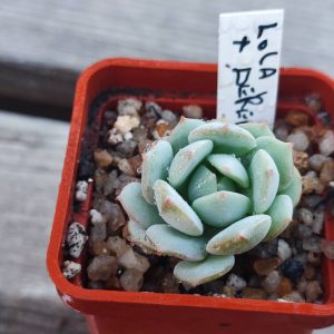 Echeveria Lola X Derenbergii