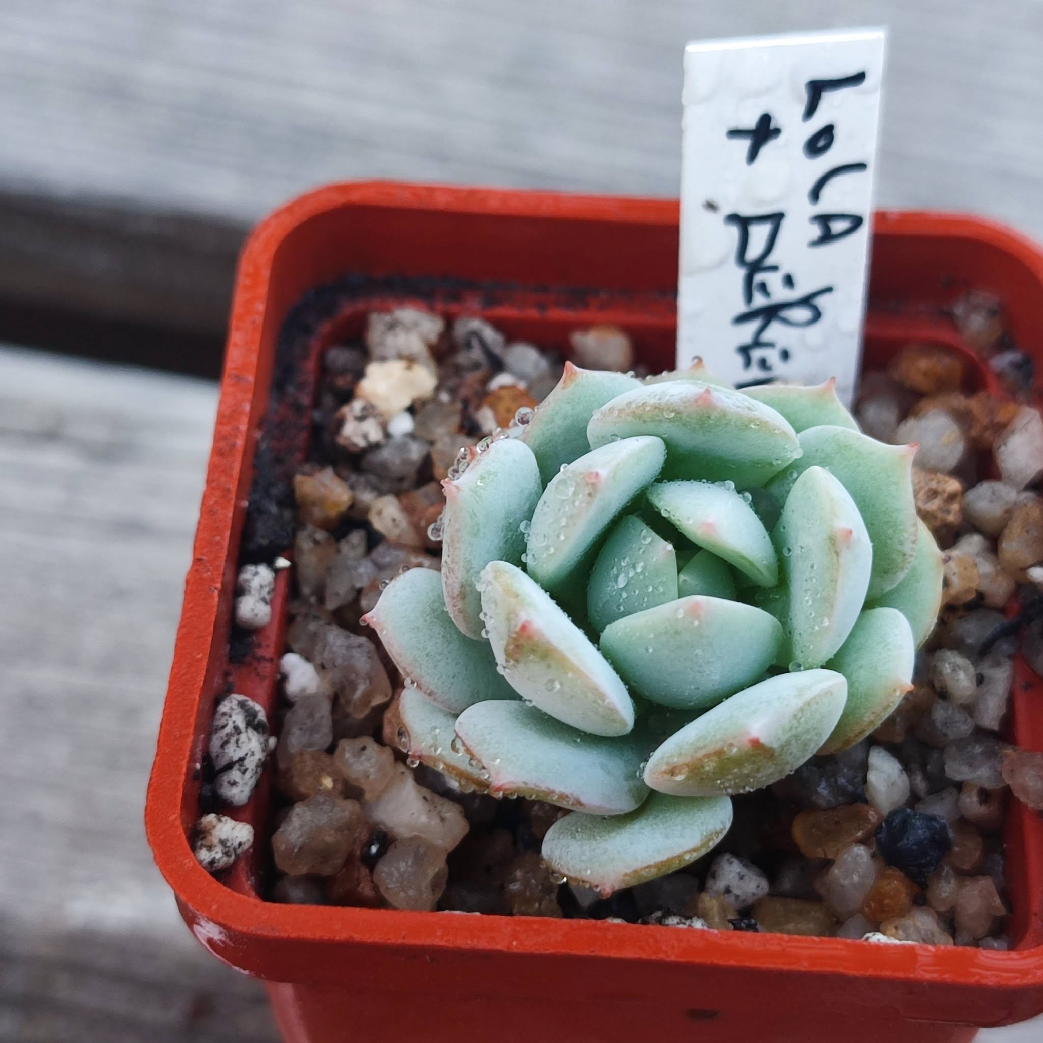 Echeveria Lola X Derenbergii