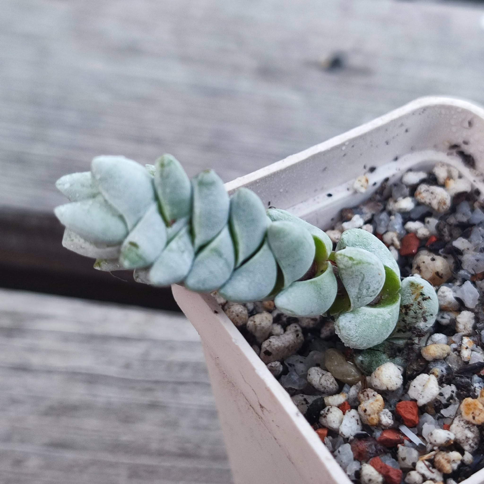 Crassula deceptor
