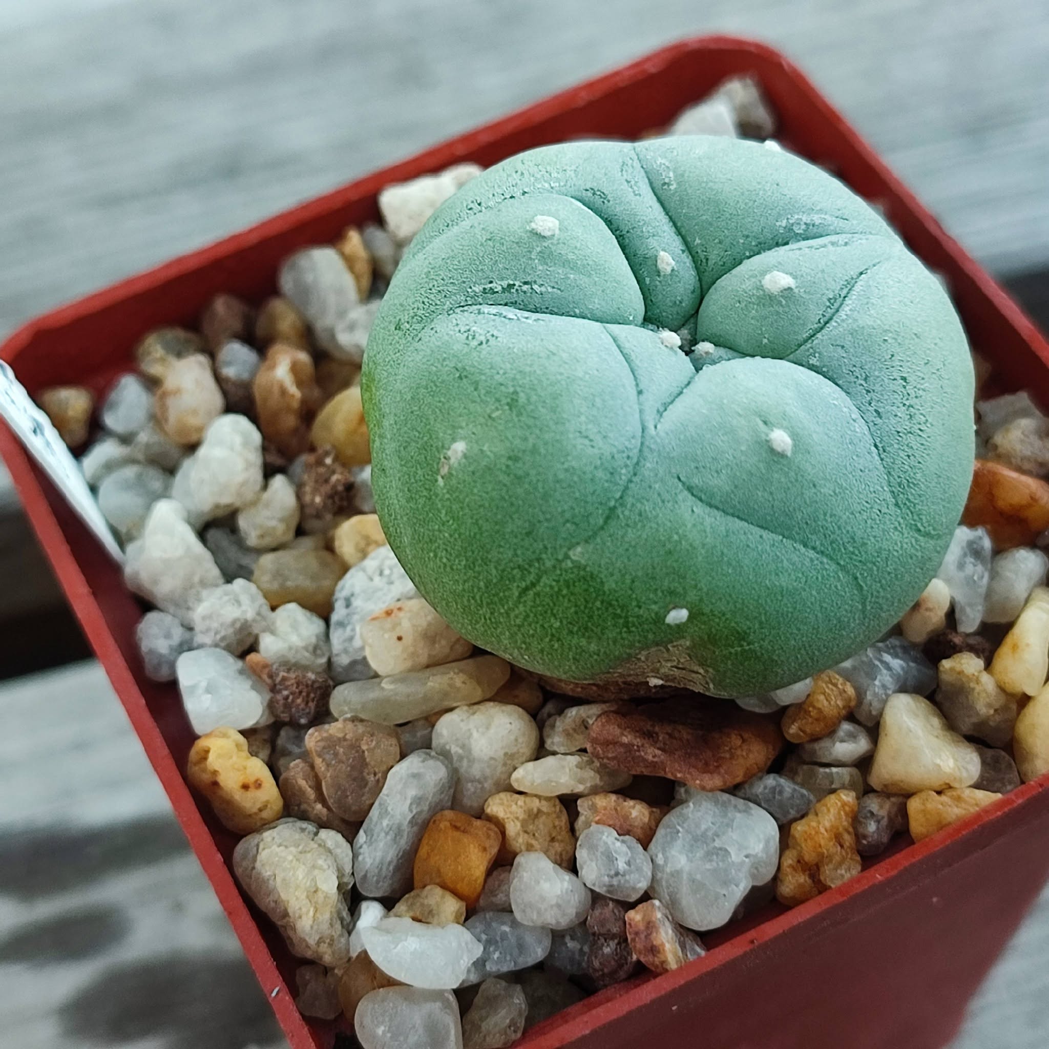 Lophophora diffusa