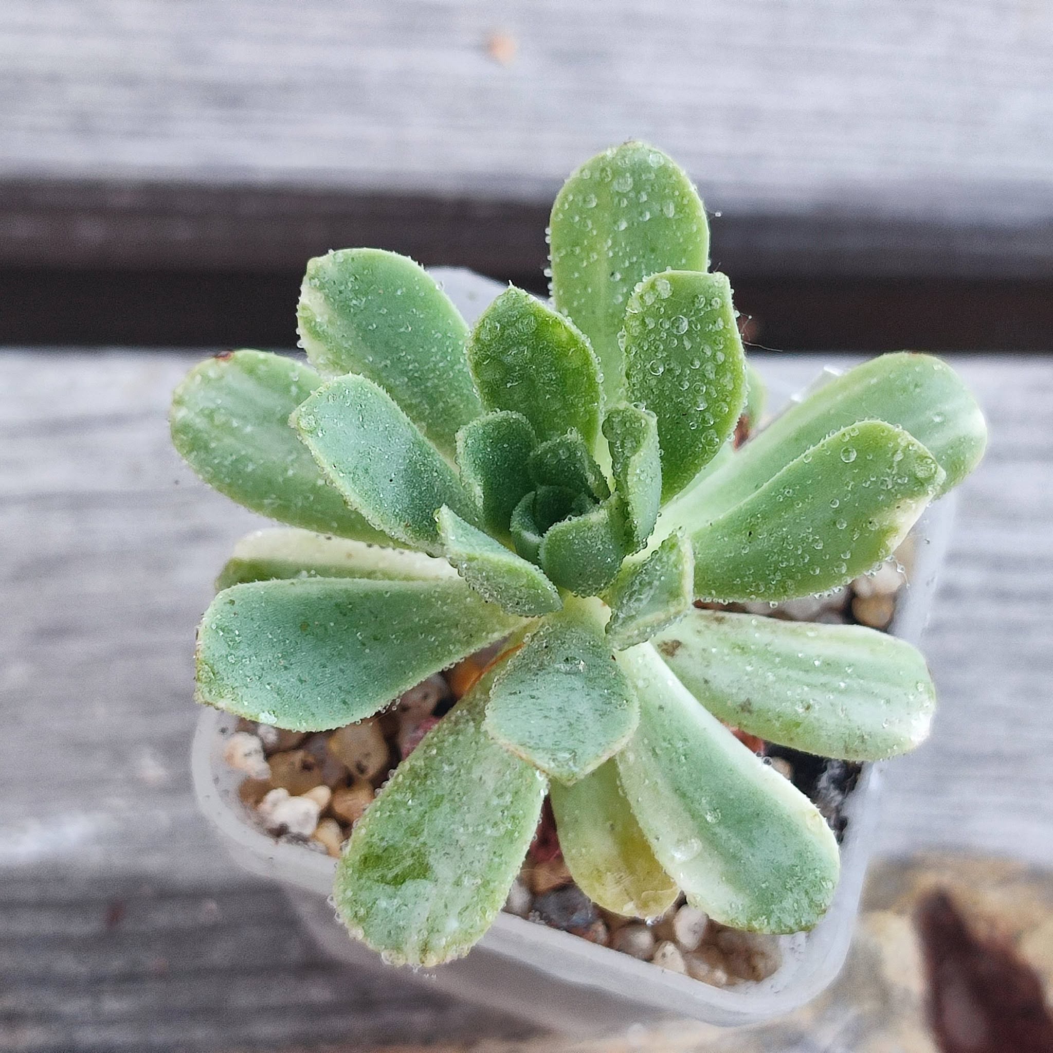 Aeonium SP