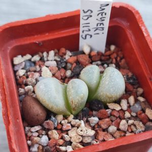 lithops meyeri sb1125