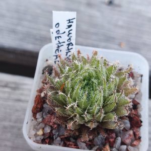 Haworthia odetheae