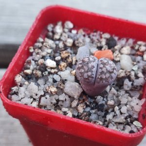 Lithops Salicola Bacchus