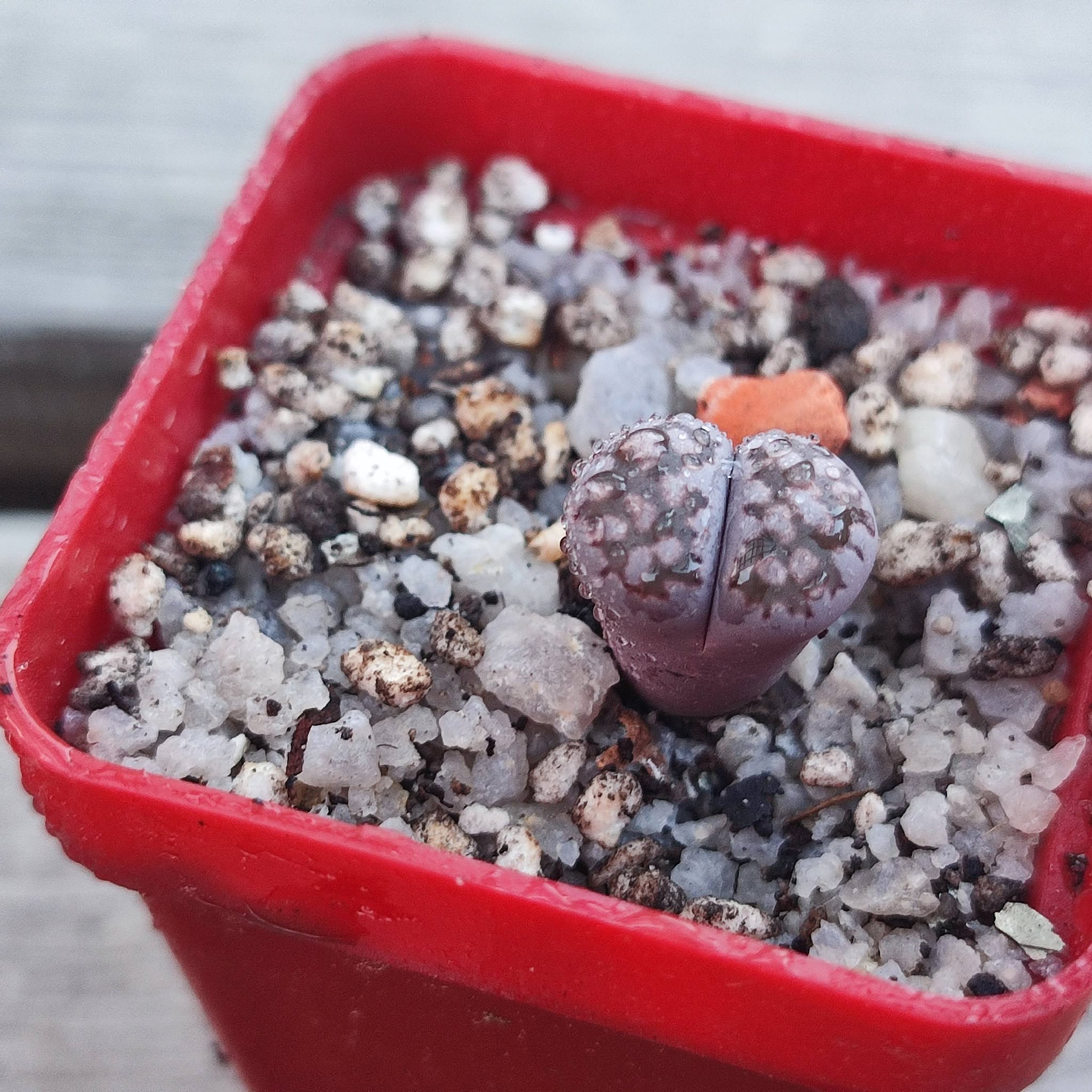 Lithops Salicola Bacchus