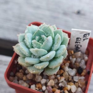 Echeveria elegance