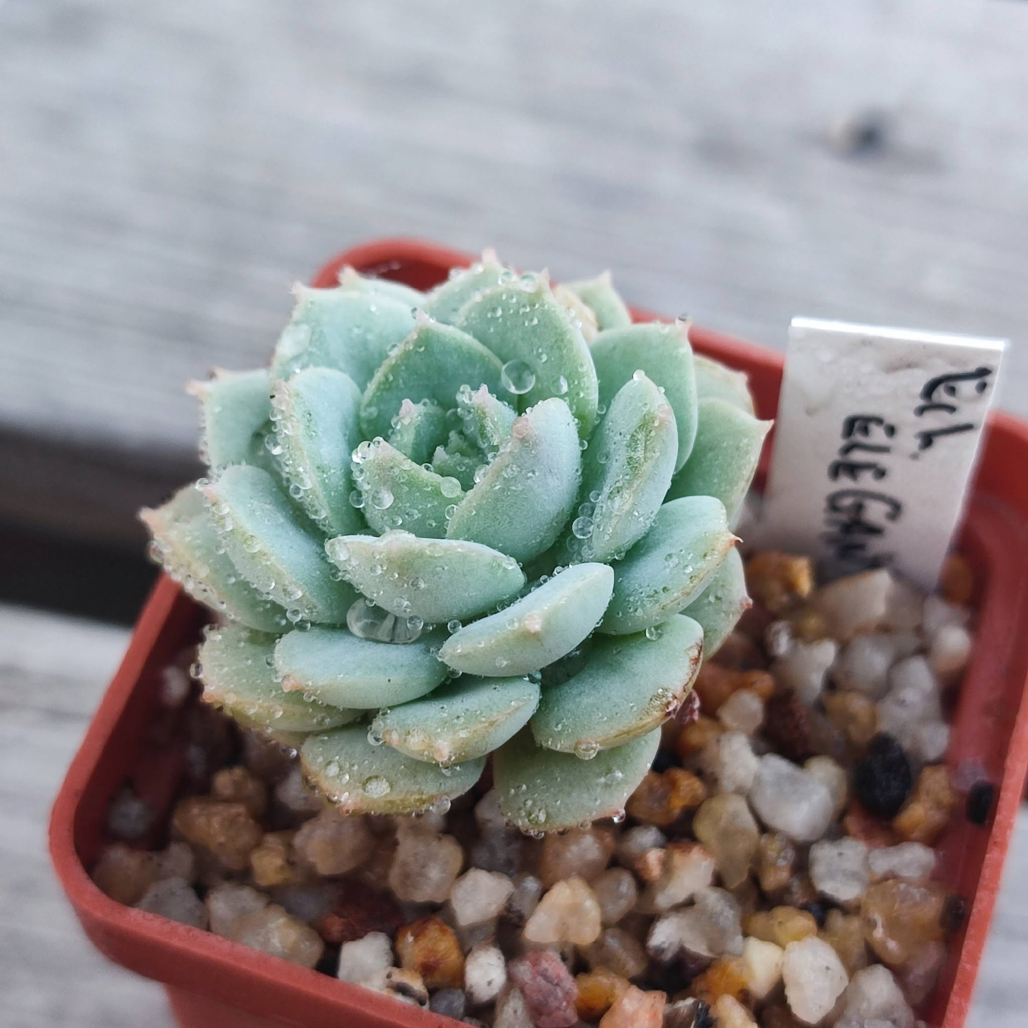 Echeveria elegance