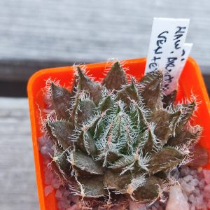 Haworthia Arachnoidea venteri