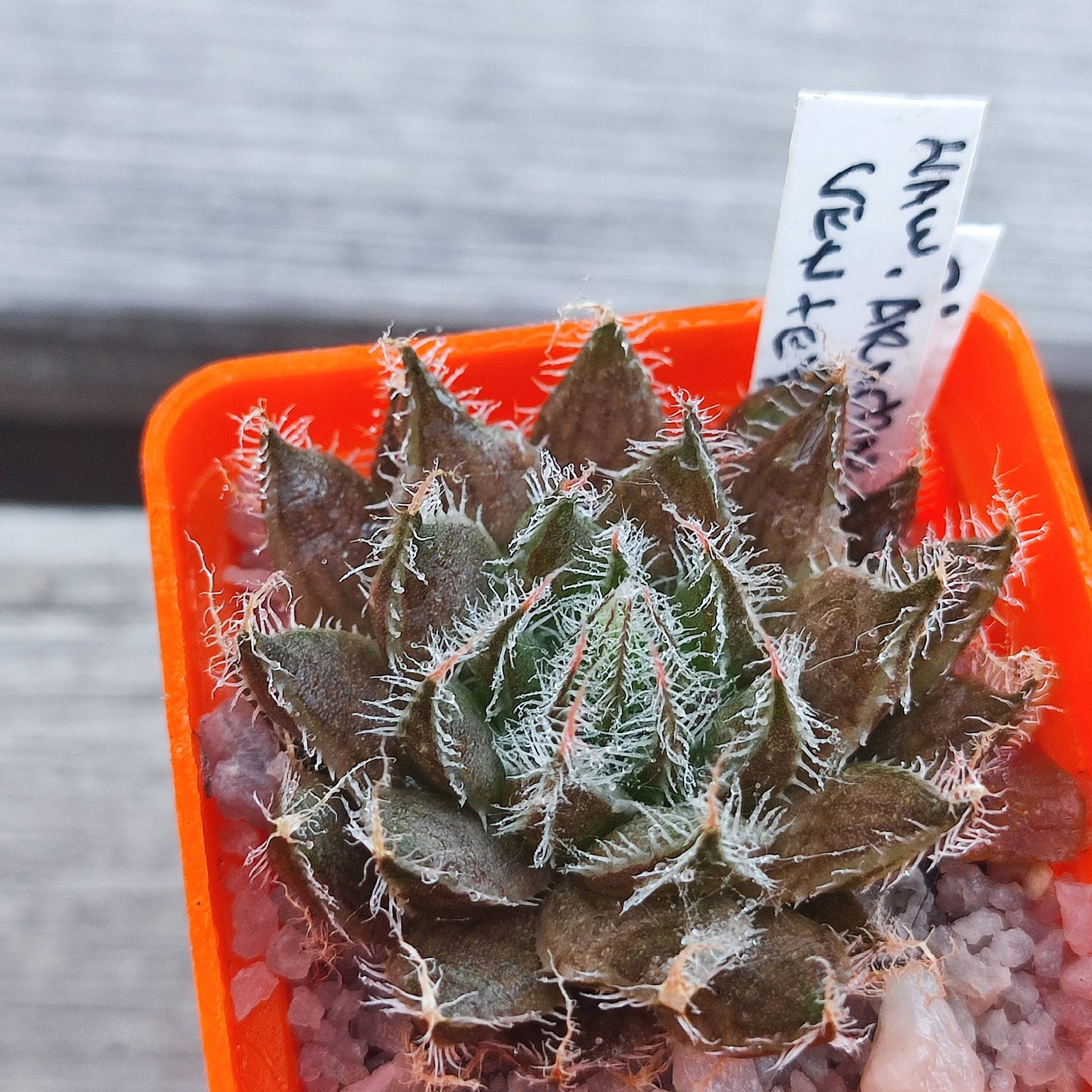 Haworthia Arachnoidea venteri