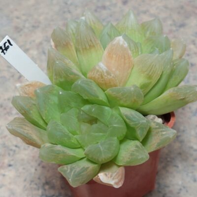 761 Haworthia obtusa hybrid весь горшик