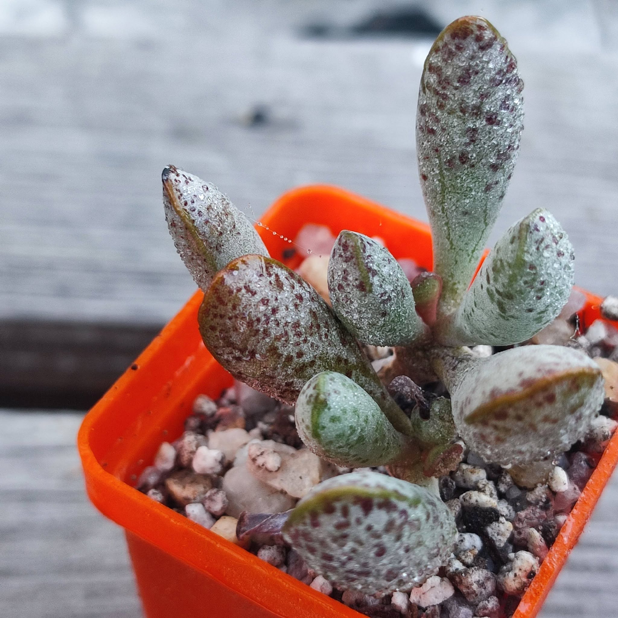 Adromischus Mammillaris