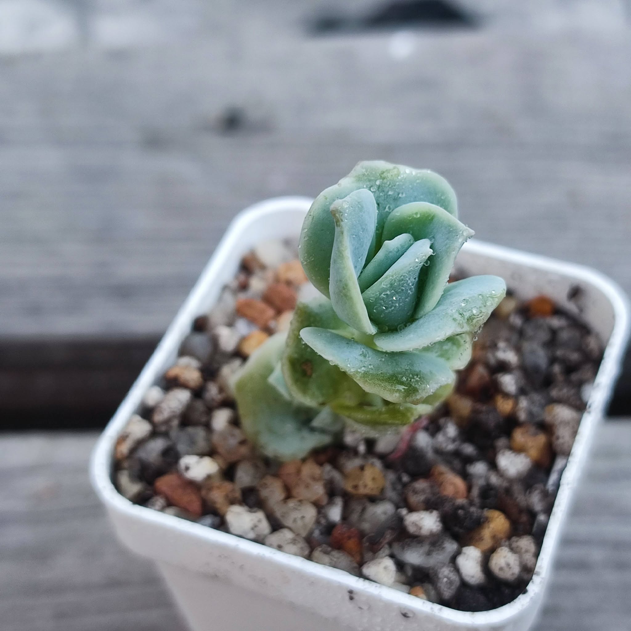 Echeveria lovely rose