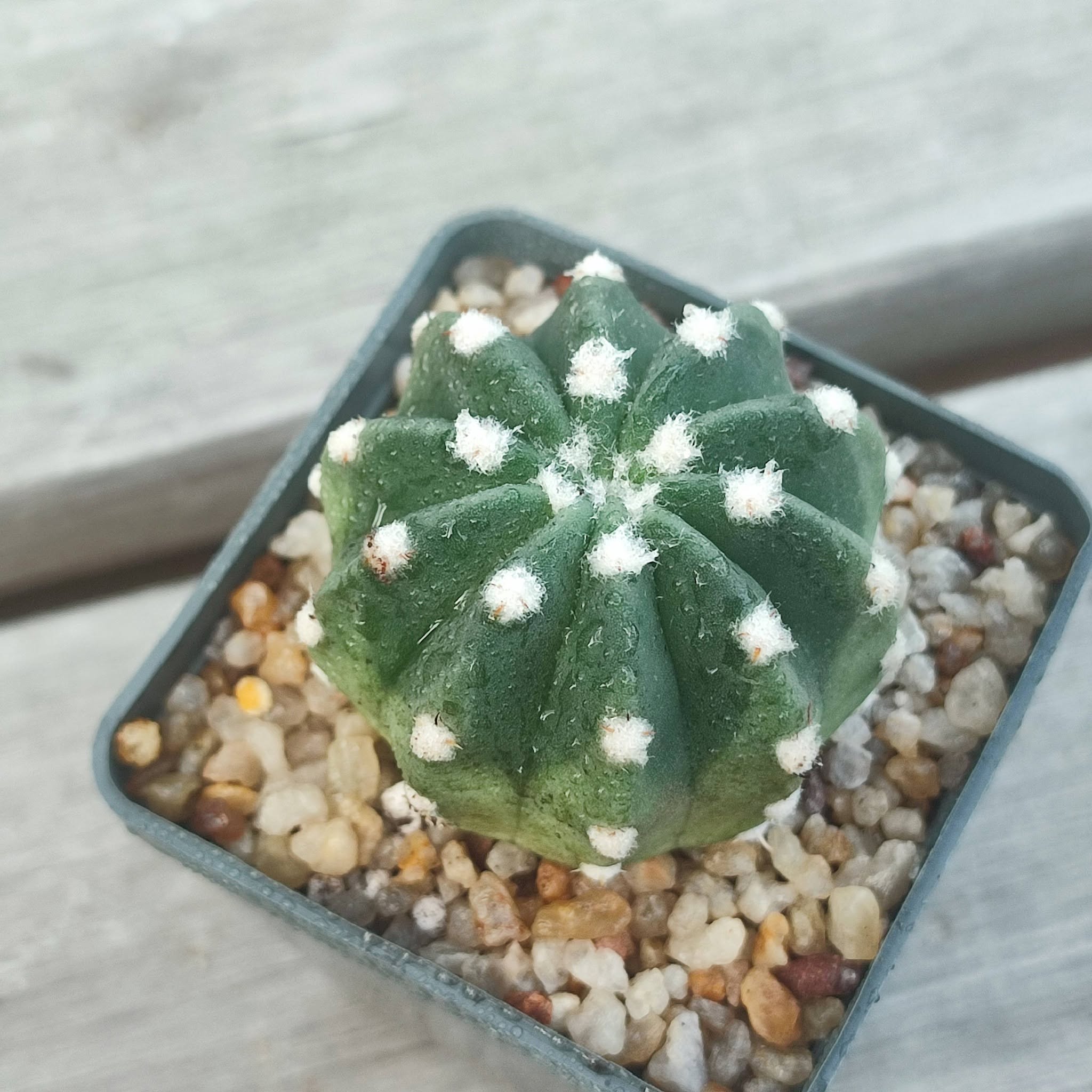 Echinopsis subdenudatum
